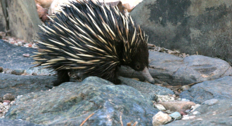 25-Echidna