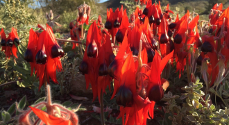 sturts-desert-pea-scaled