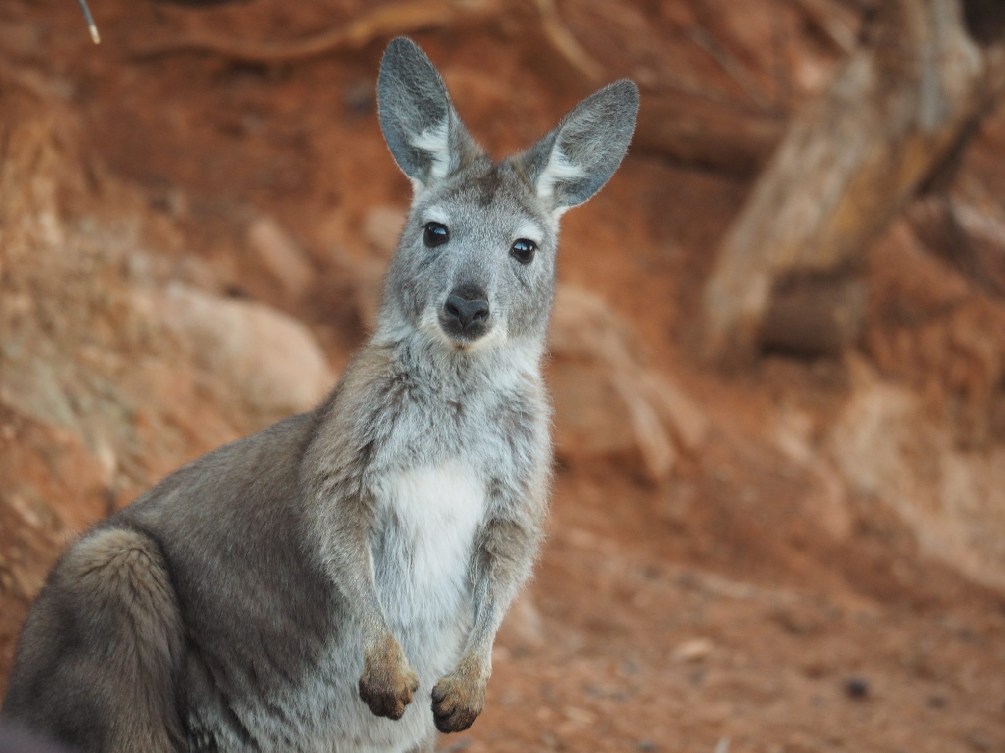 Arkaroola Wallaby